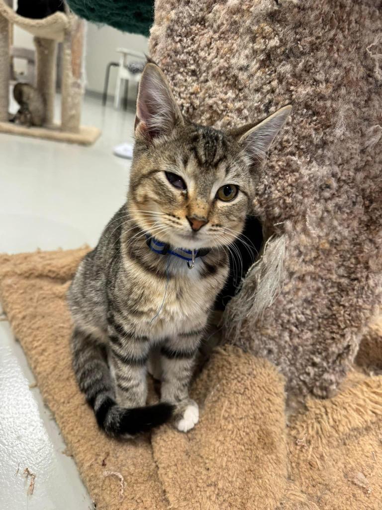 Enlarge Stormy, a Adoptable mixed breed in Dalton, GA image 3/6