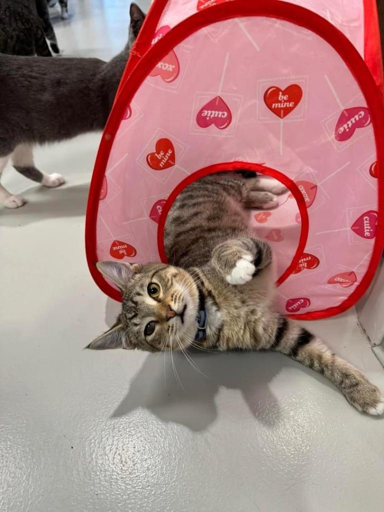 Enlarge Stormy, a Adoptable mixed breed in Dalton, GA image 4/6