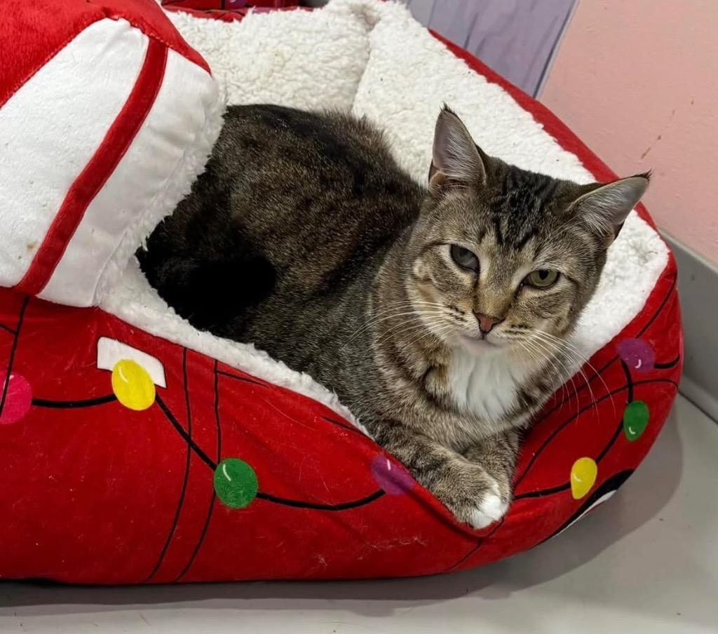 Enlarge Stormy, a Adoptable mixed breed in Dalton, GA image 5/6