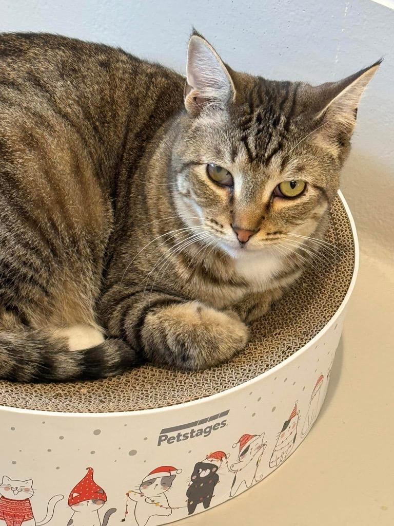 Enlarge Stormy, a Adoptable mixed breed in Dalton, GA image 6/6