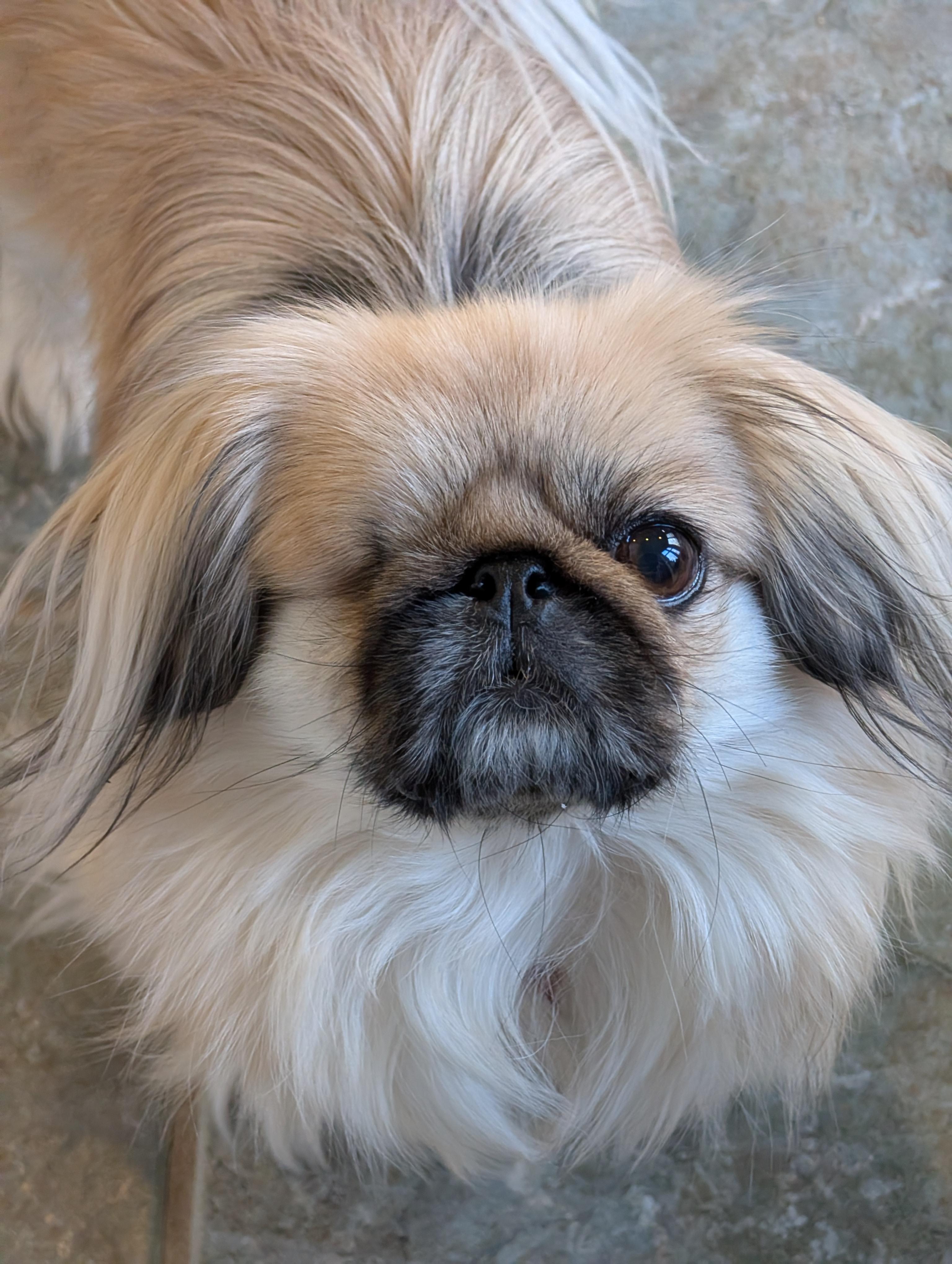 Pika Pika thumbnail 2