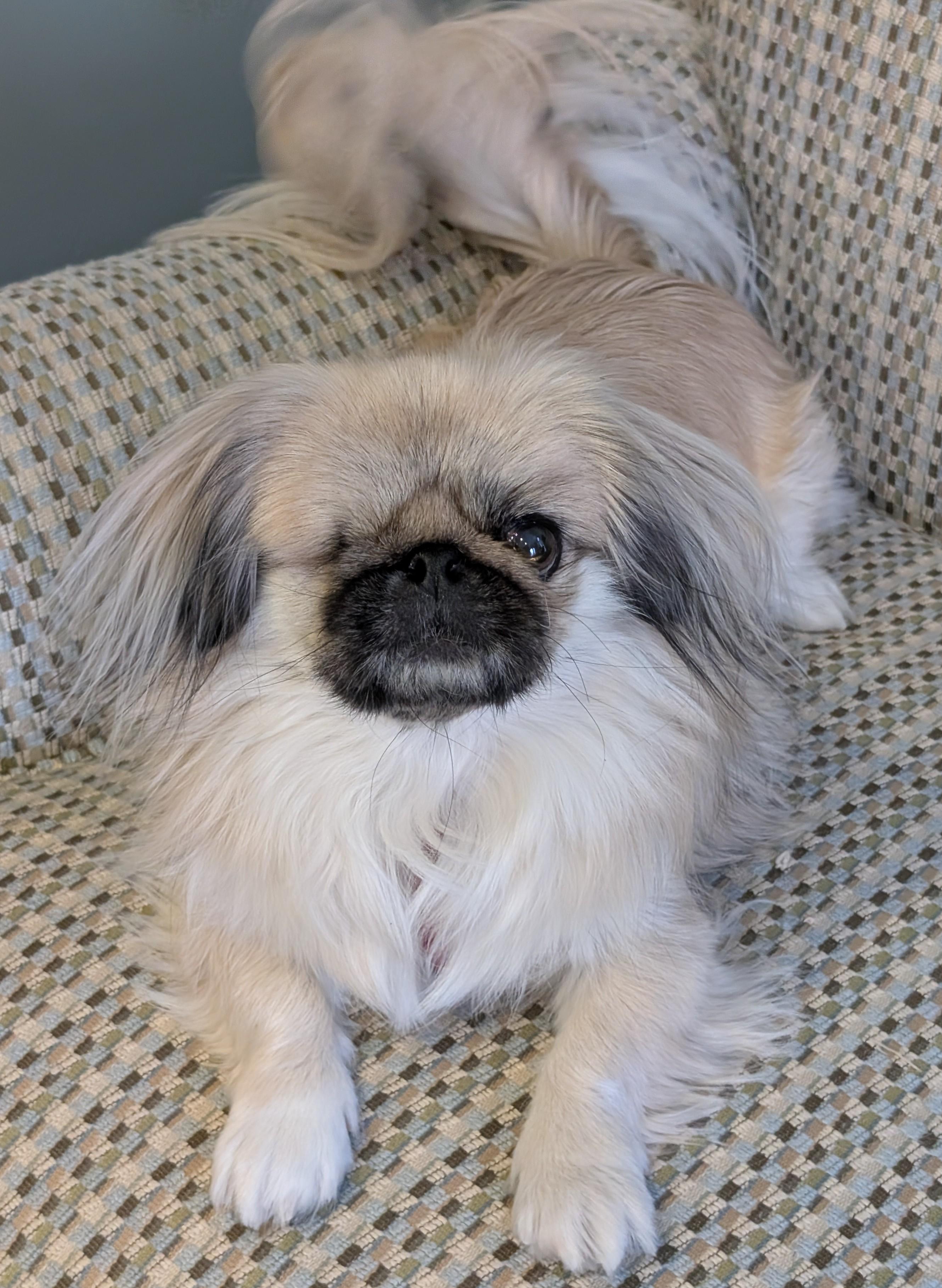 Pika Pika, a ADOPTABLE Pekingese in Greensboro, NC image 6/6