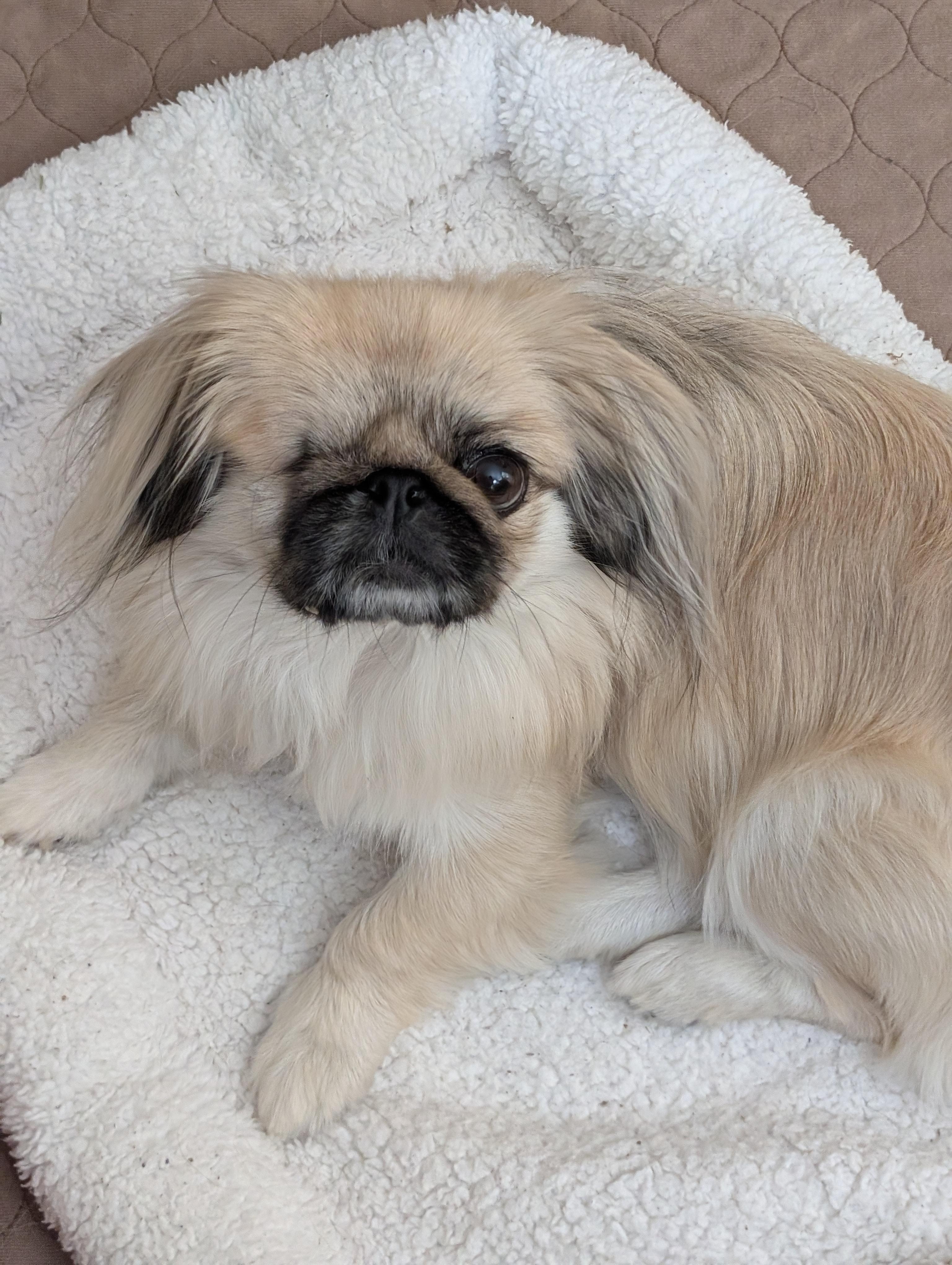 Pika Pika, a ADOPTABLE Pekingese in Greensboro, NC image 5/6