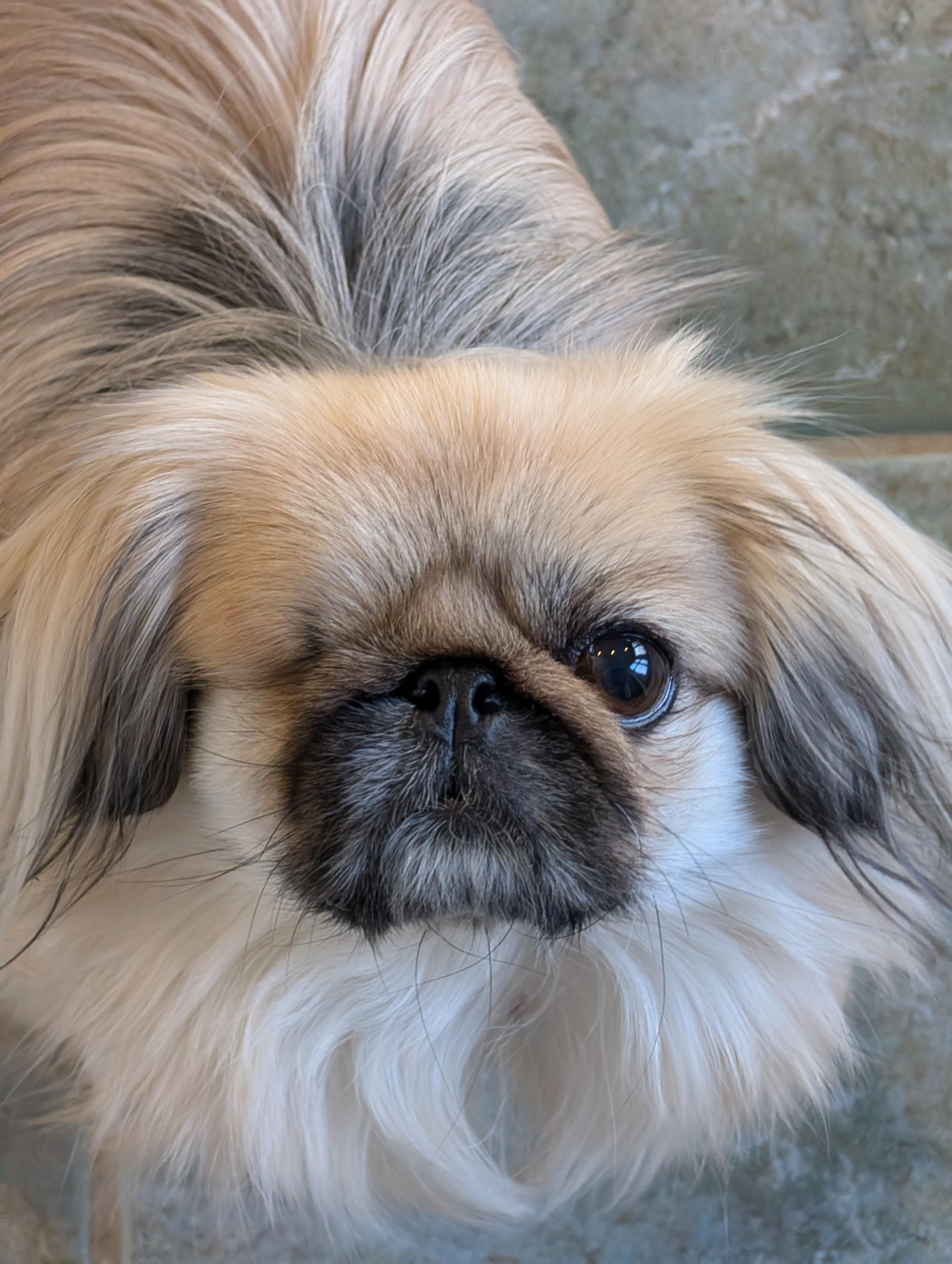 Pika Pika, a ADOPTABLE Pekingese in Greensboro, NC image 3/6