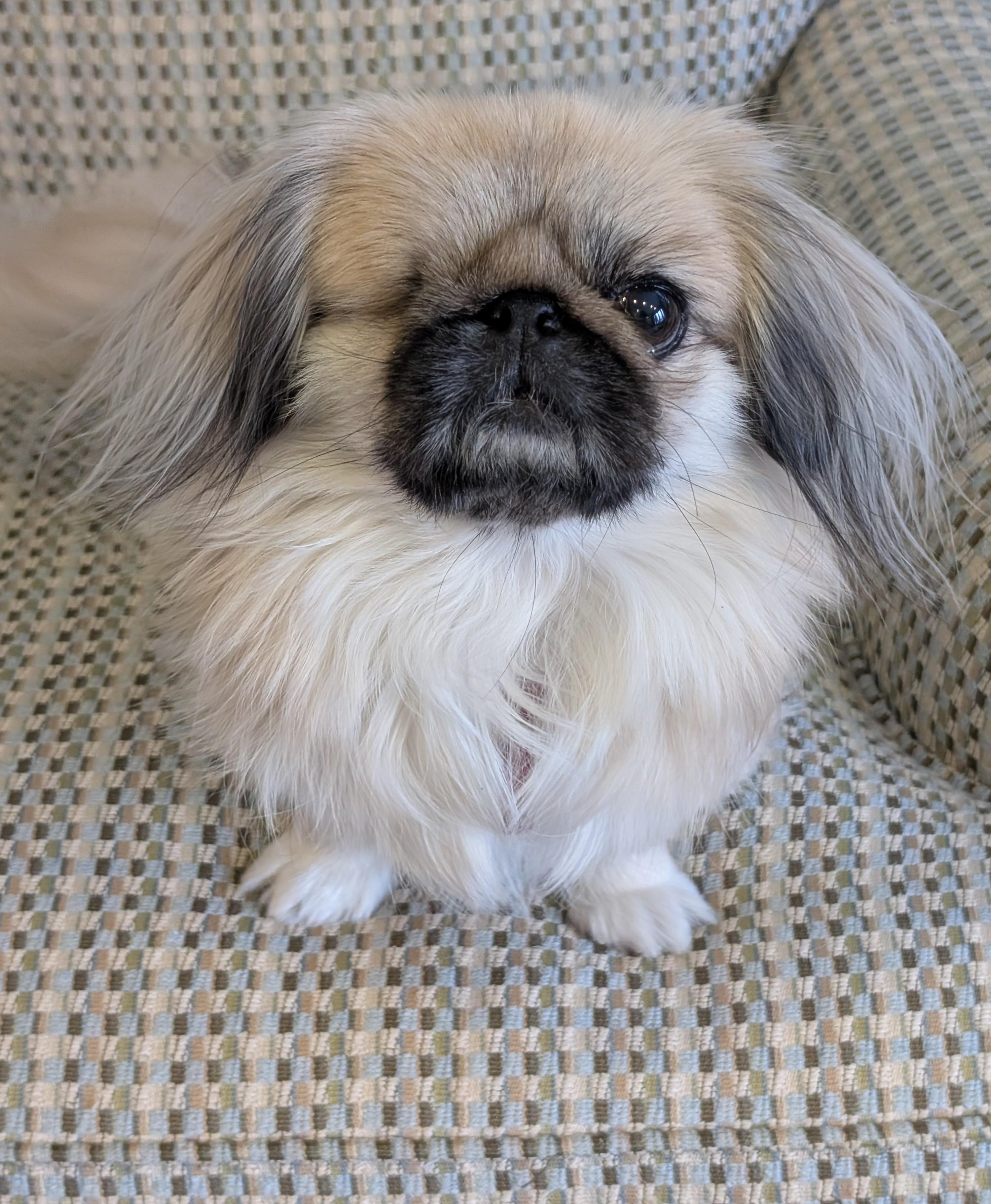Pika Pika, a ADOPTABLE Pekingese in Greensboro, NC image 1/6