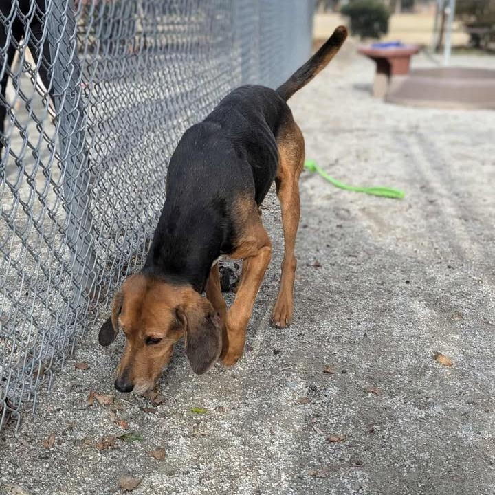 Ulysses, Adoptable, Adult Male Hound & Mixed Breed.