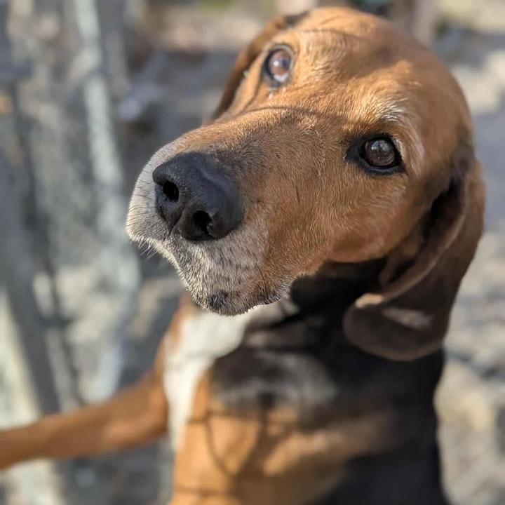 Enlarge Ulysses, a Adoptable mixed breed in Windsor, VA image 2/3