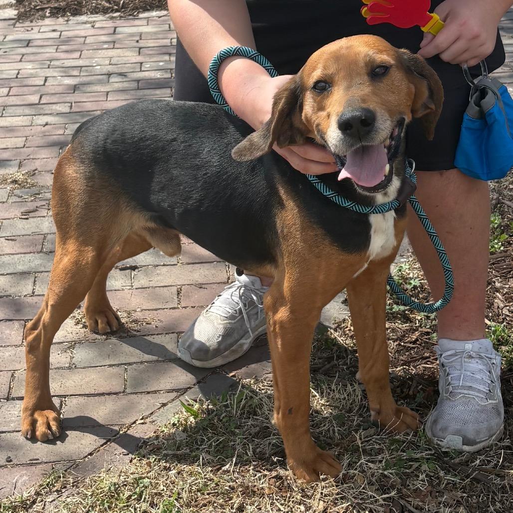 Enlarge Ulysses, a Adoptable mixed breed in Windsor, VA image 3/5
