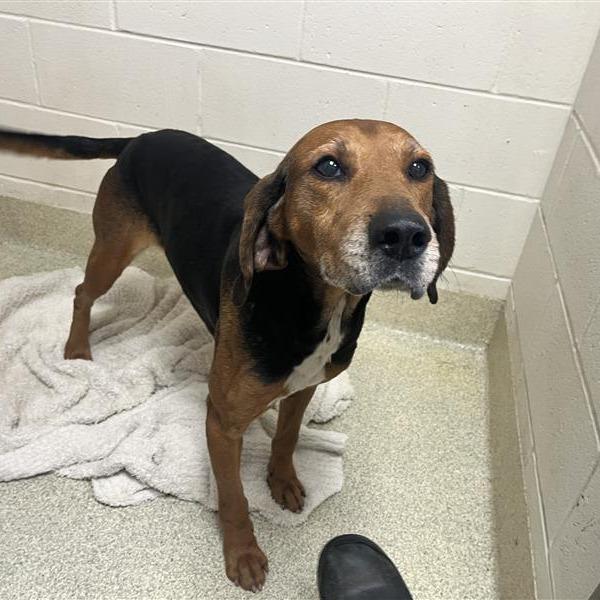 Ulysses, Adoptable, Adult Male Hound & Mixed Breed.
