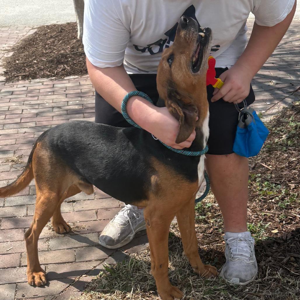 Enlarge Ulysses, a Adoptable mixed breed in Windsor, VA image 5/5