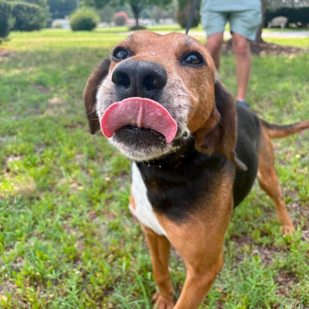 Enlarge Ulysses, a Adoptable mixed breed in Windsor, VA image 6/6