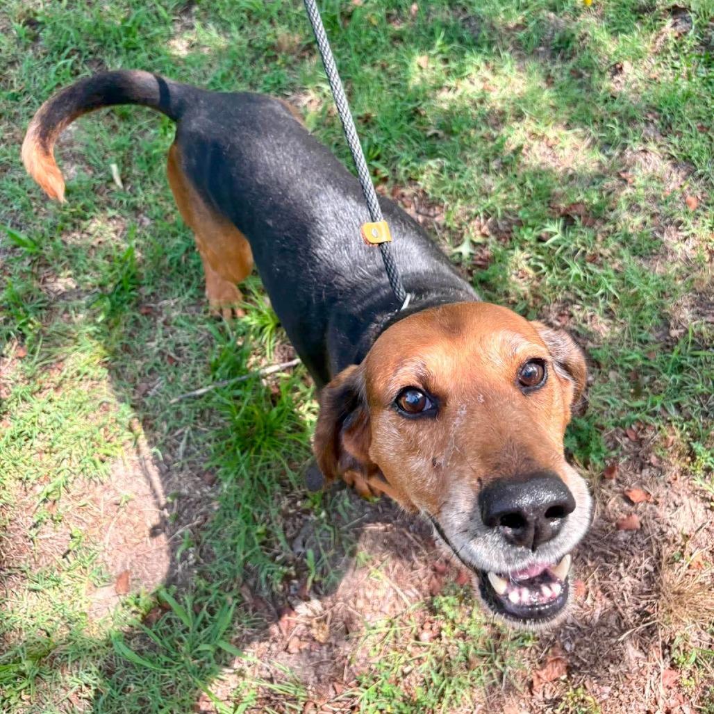 Enlarge Ulysses, a Adoptable mixed breed in Windsor, VA image 6/6