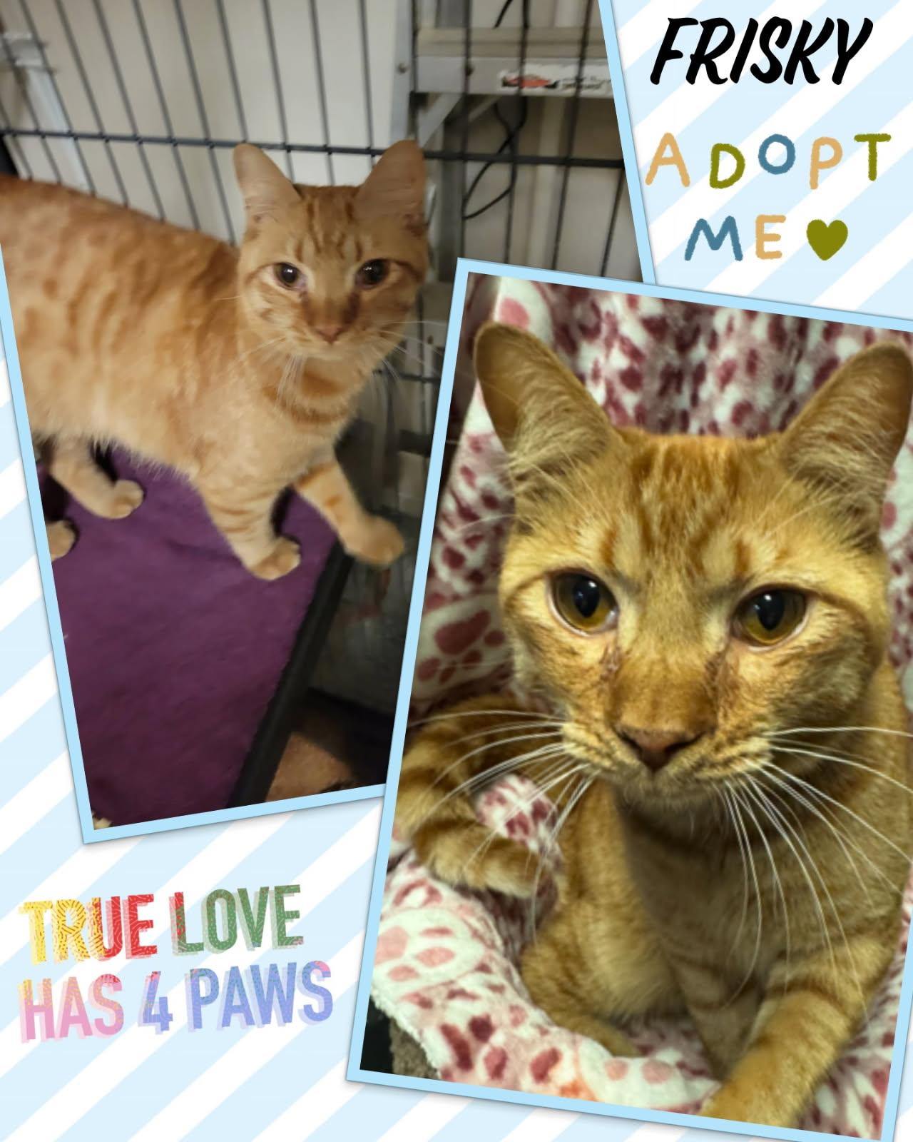 Frisky - Courtesy Post, Adoptable, Adult Male Domestic Short Hair & Tabby.