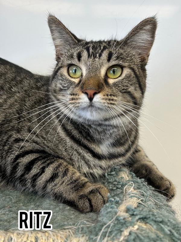 Enlarge Ritz, a Adopted Domestic Short Hair in Dauphin, MB image 1/1