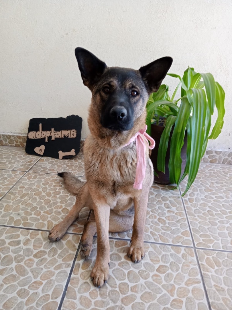 Dog for adoption Loba, an Akita Mix in Calais , ME Petfinder