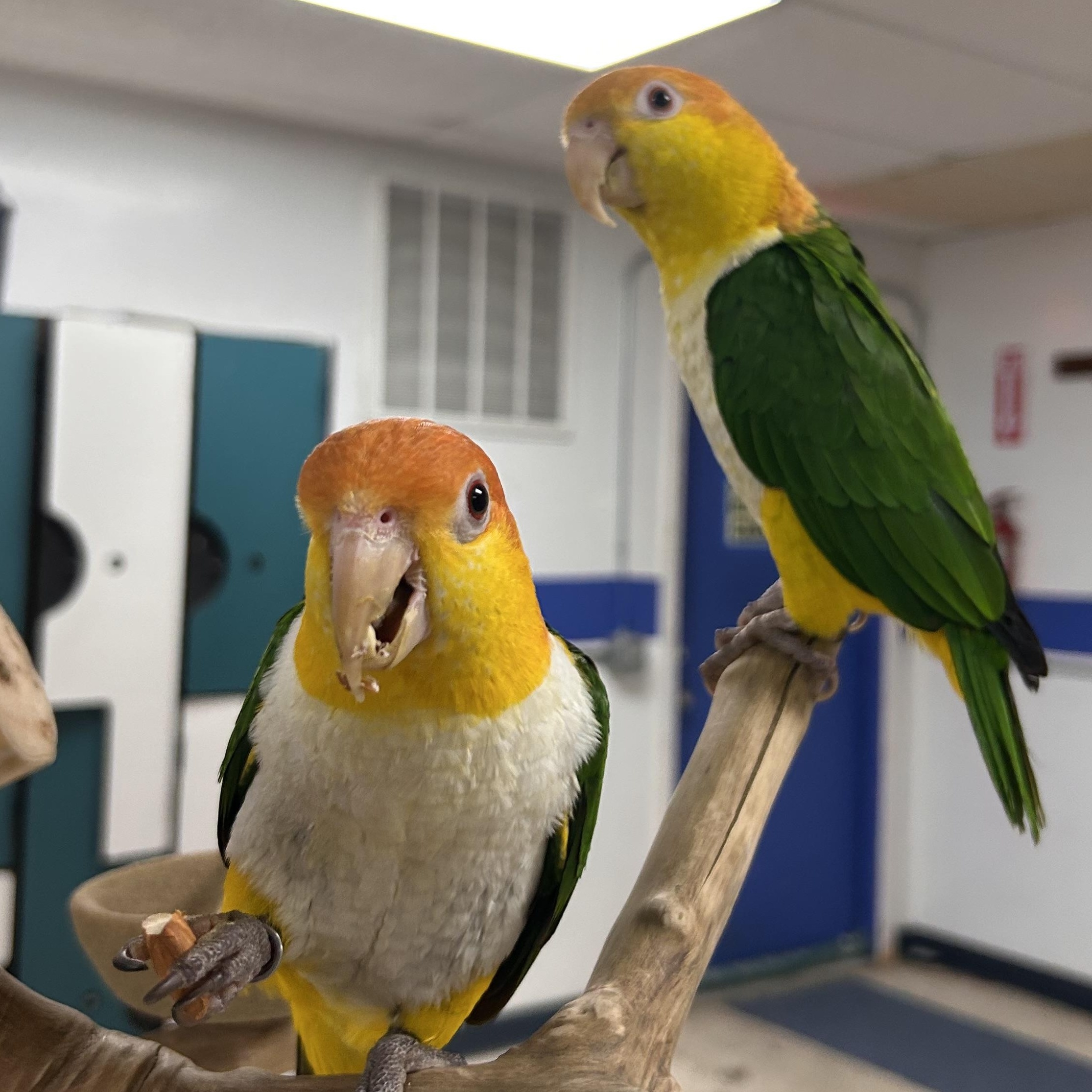 Nacho + Goober, Adoptable, Young Male Caique.