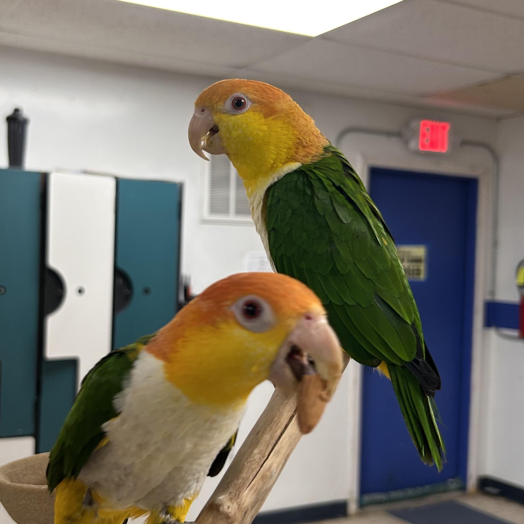 Enlarge Nacho + Goober, a Adoptable Caique in Warwick, RI image 2/2