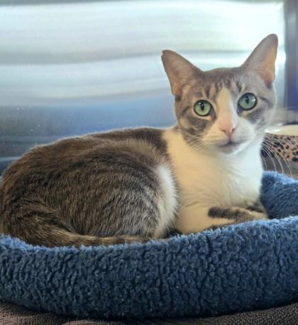 Unicorn, a Adoptable Domestic Short Hair in Longview, TX image 1/2