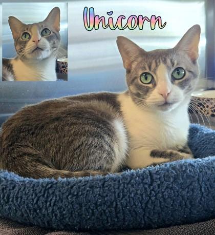 Unicorn, a Adoptable Domestic Short Hair in Longview, TX image 2/2