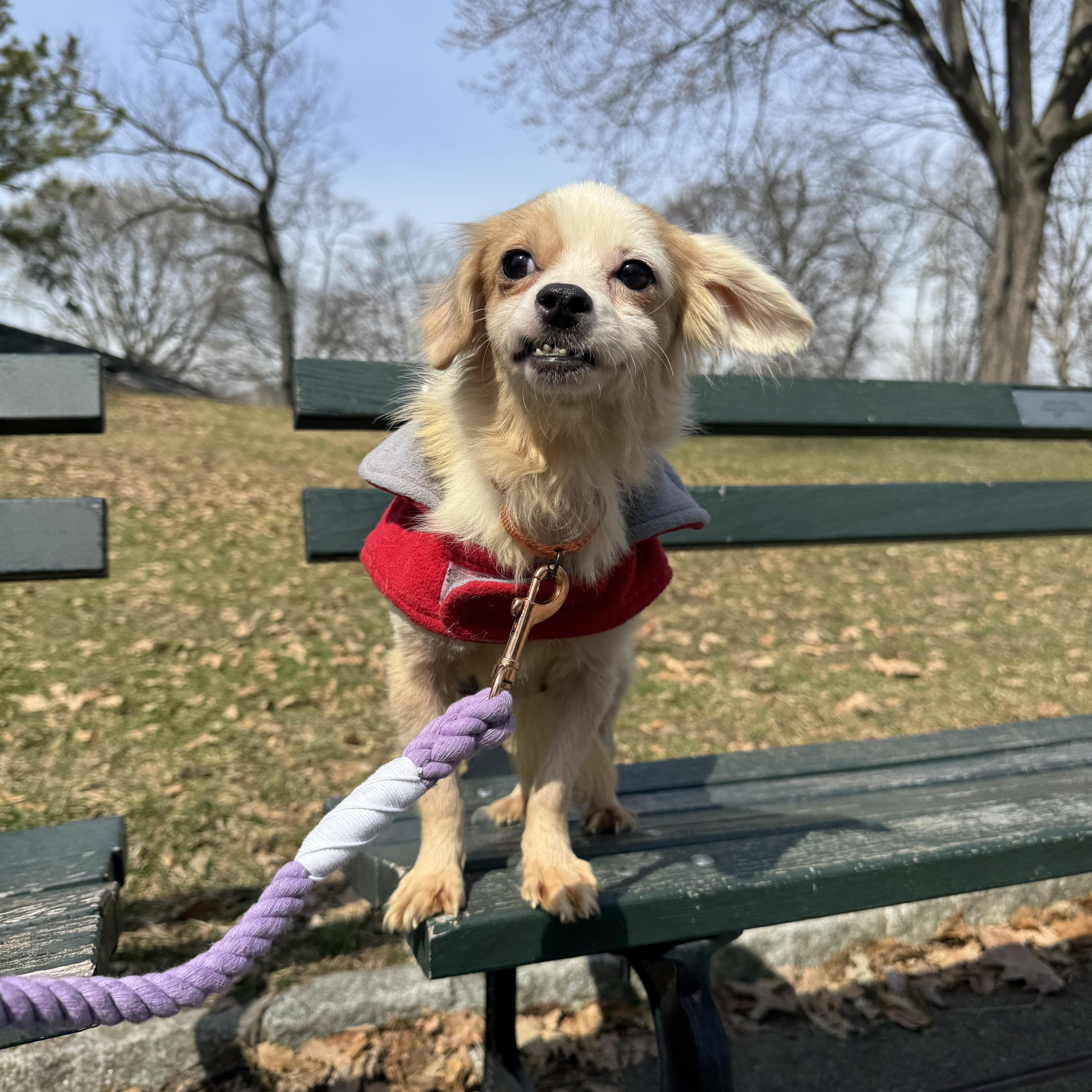 Enlarge CANDY, an adopted mixed breed in New York, NY image 1/6