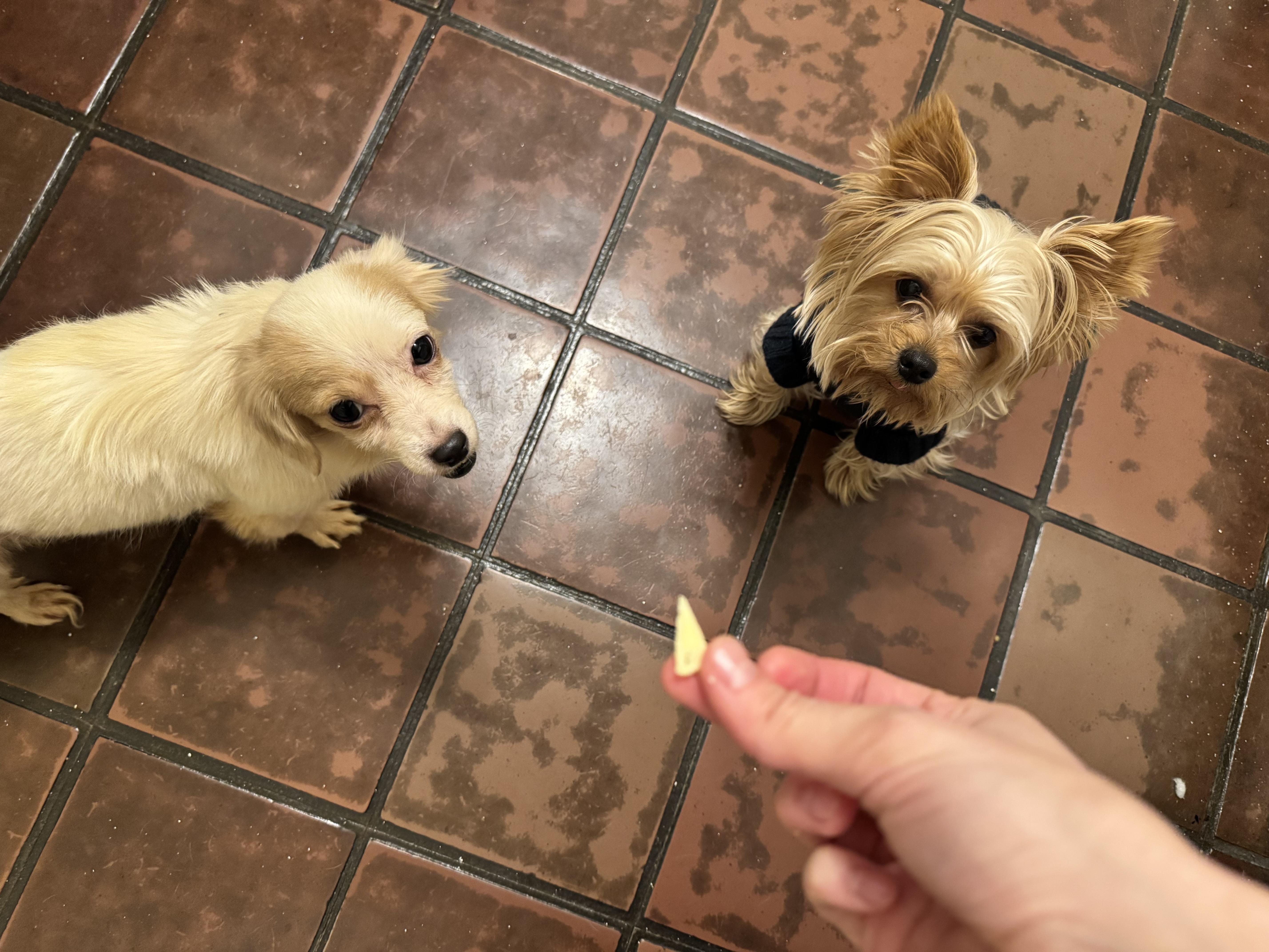 Enlarge CANDY, an adopted mixed breed in New York, NY image 5/6