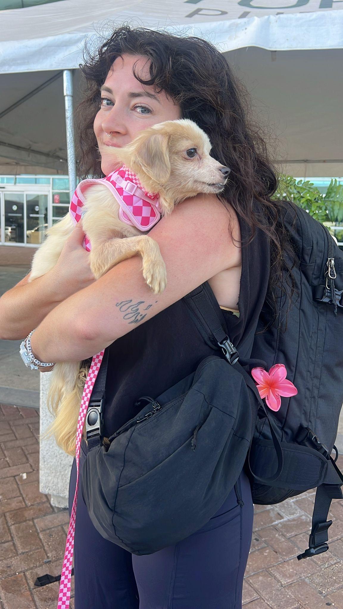 Enlarge CANDY, an adopted mixed breed in New York, NY image 4/6