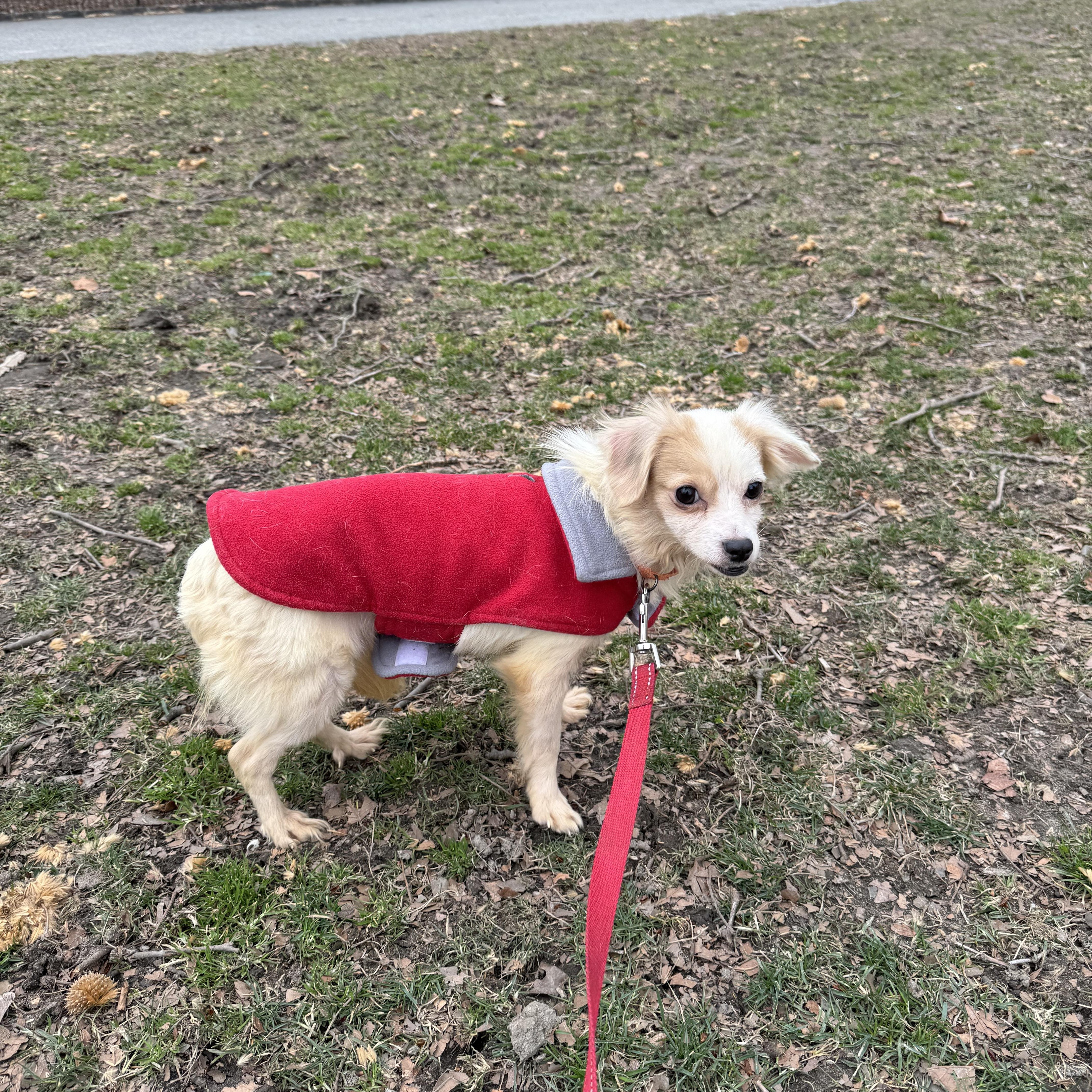 Enlarge CANDY, an adopted mixed breed in New York, NY image 2/6