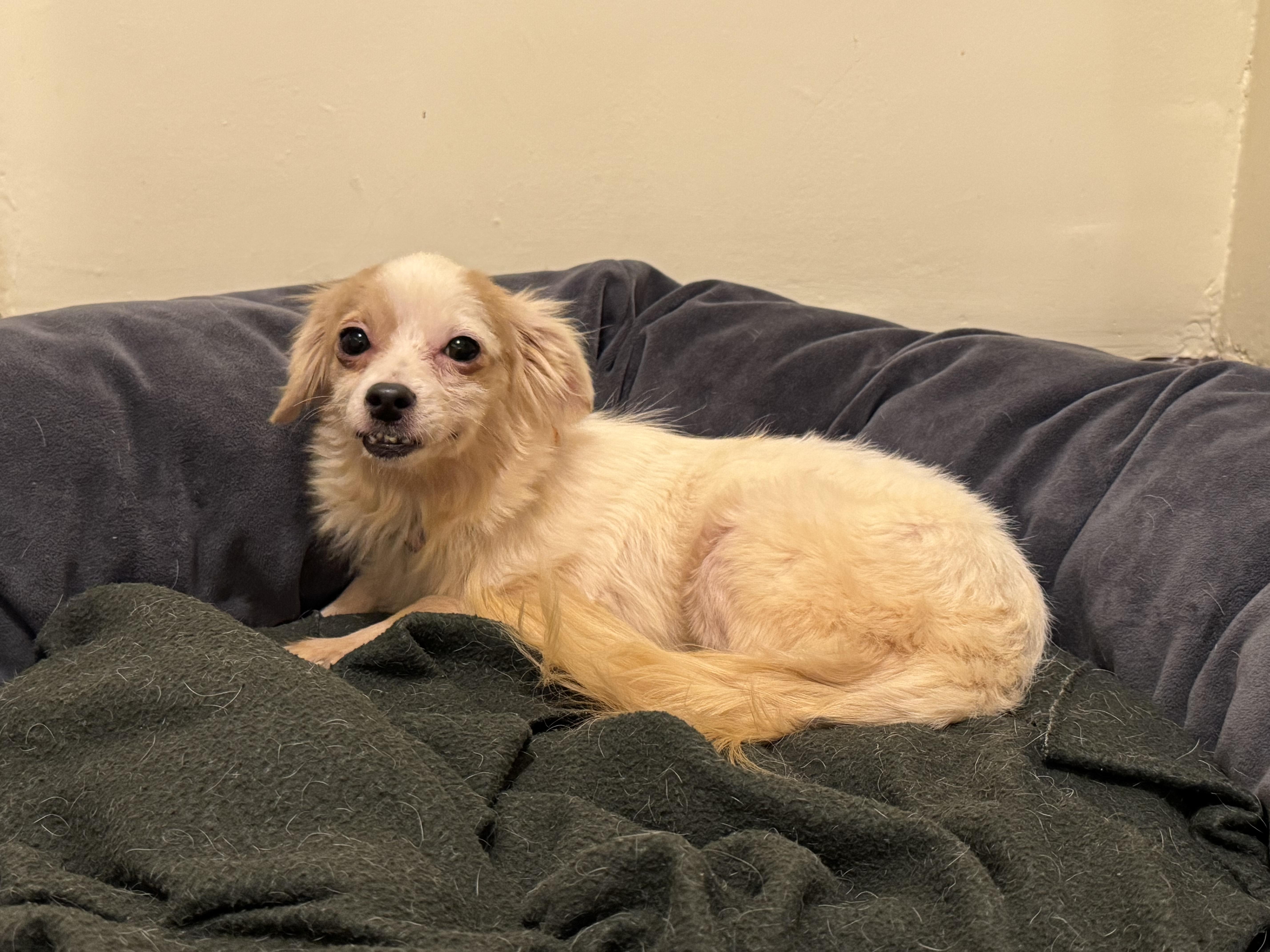 Enlarge CANDY, an adopted mixed breed in New York, NY image 3/6