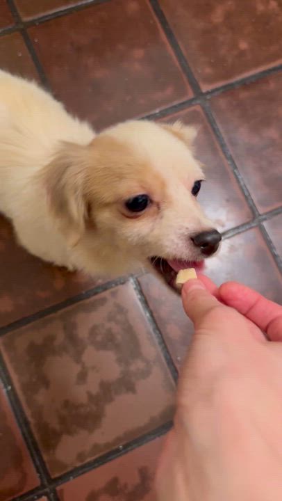 Enlarge CANDY, an adopted mixed breed in New York, NY video 6/6