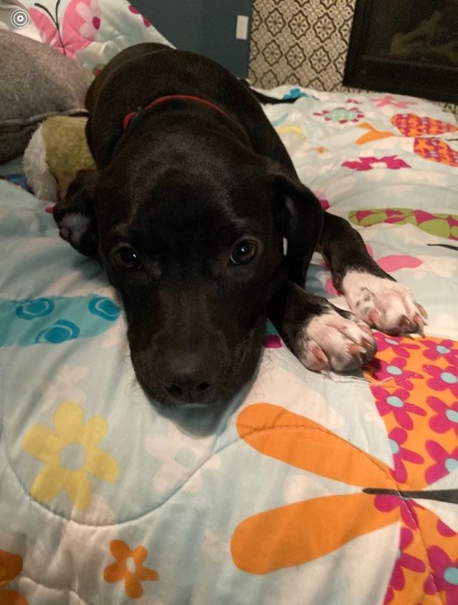 Kiwi, Adopted, Puppy Female Black Labrador Retriever & Terrier.