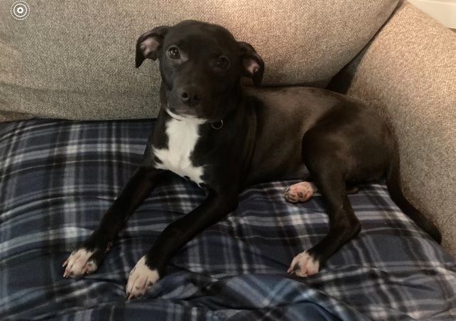 Kiwi, a Adopted mixed breed in Grand Haven, MI image 2/3