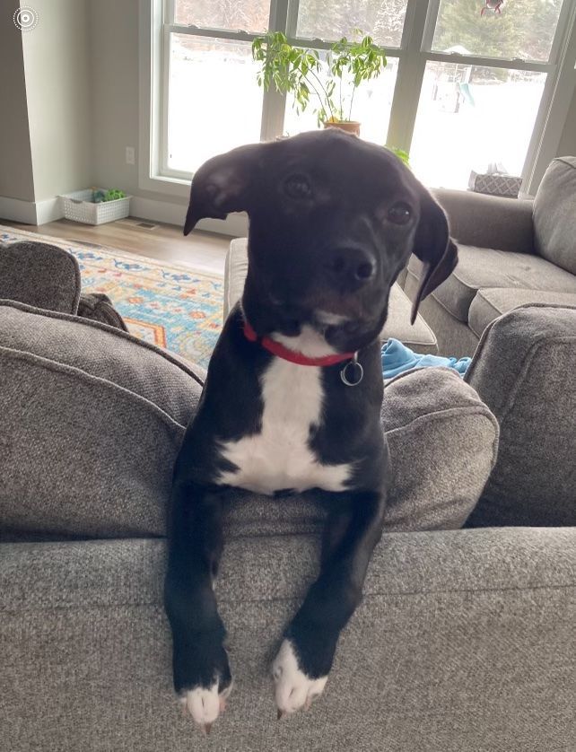 Kiwi, a Adopted mixed breed in Grand Haven, MI image 3/3