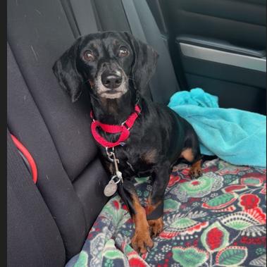 Parker, Adoptable, Adult Male Dachshund.
