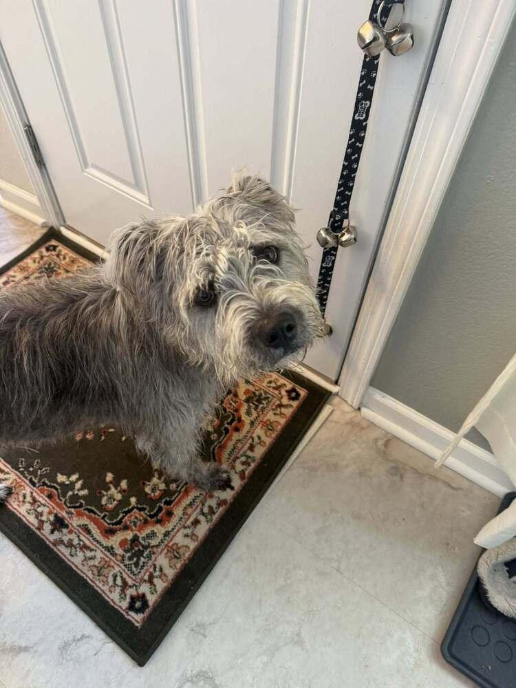 Victoria, Adoptable, Adult Female Terrier.