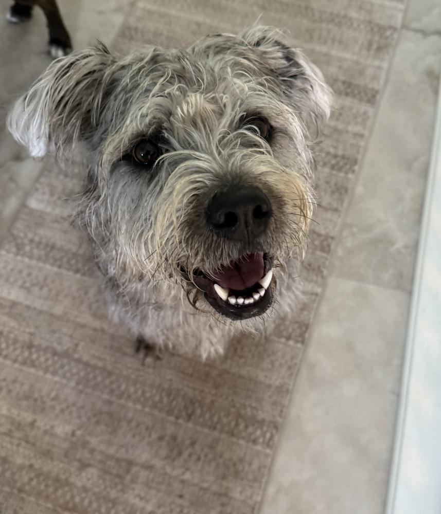 Enlarge Victoria, a Adoptable mixed breed in Colorado Springs, CO image 2/4