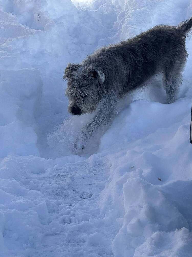 Enlarge Victoria, a Adoptable mixed breed in Colorado Springs, CO image 3/4