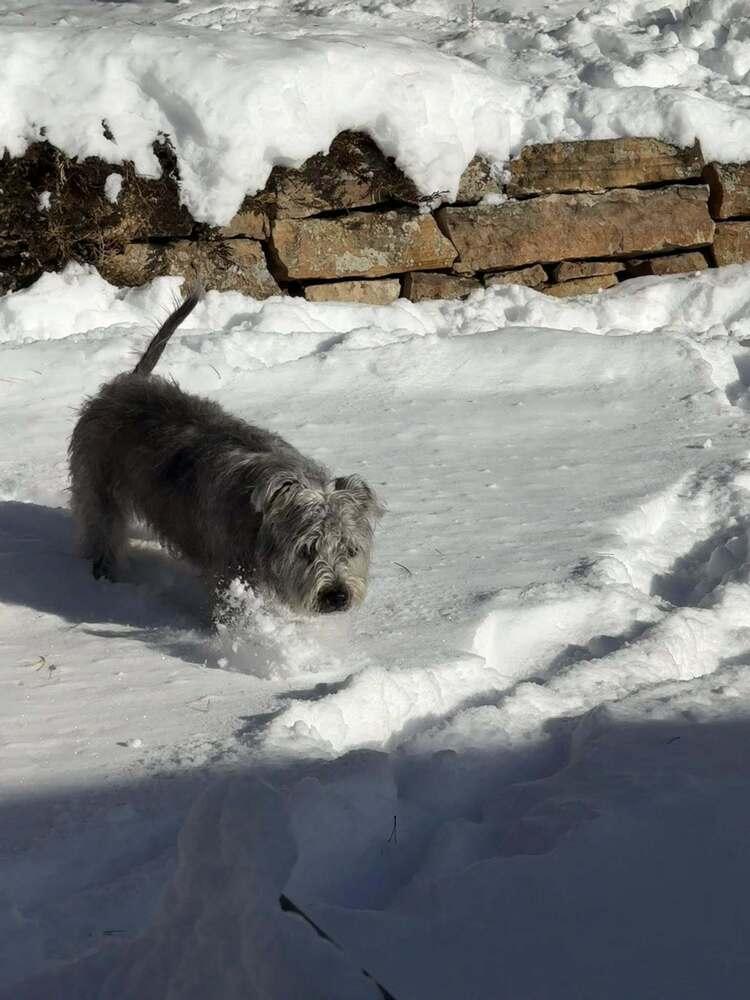 Enlarge Victoria, a Adoptable mixed breed in Colorado Springs, CO image 4/4