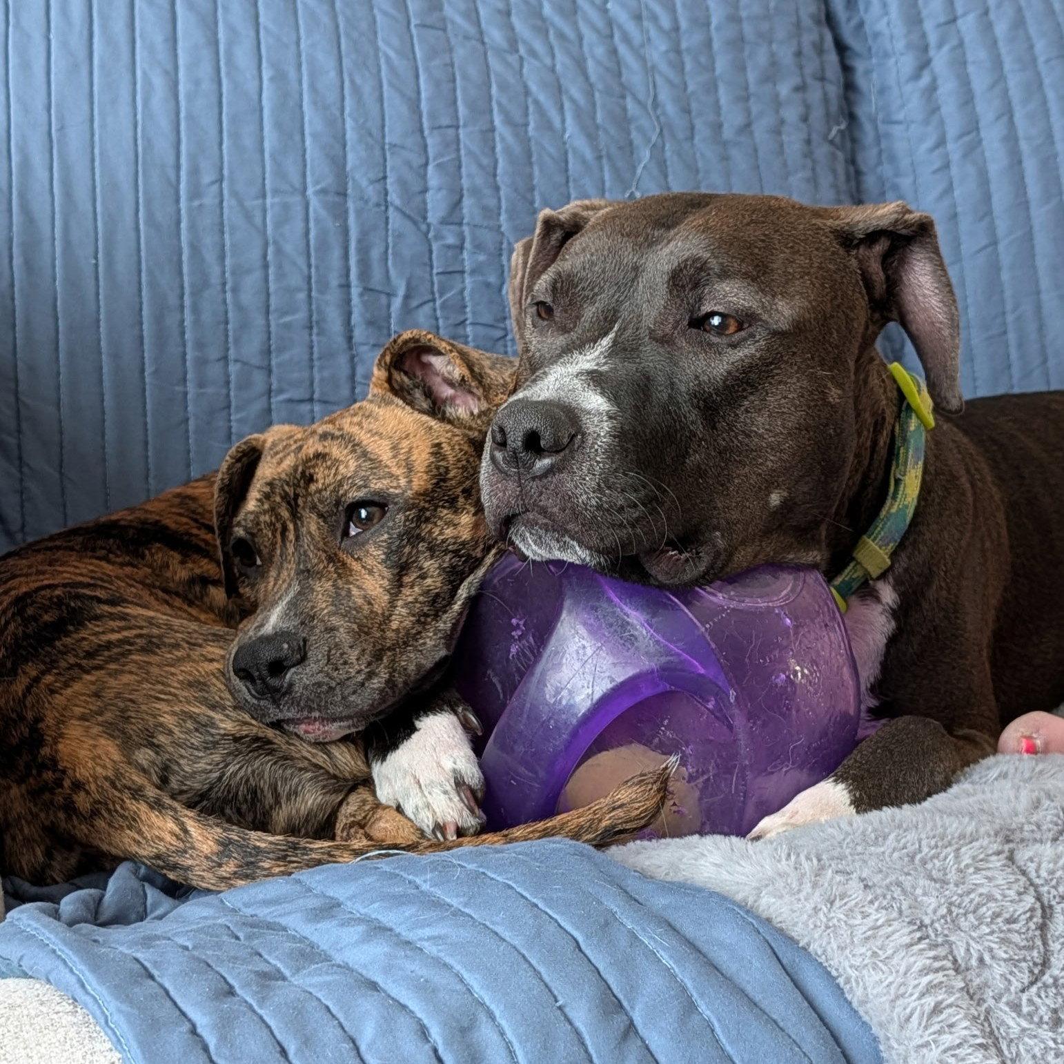 Wini, Adoptable, Young Female Pit Bull Terrier.