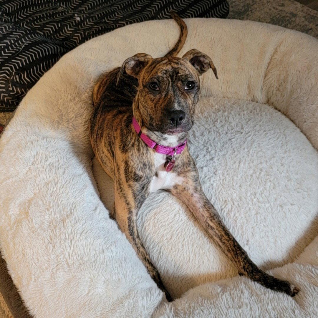 Enlarge Wini, a Adoptable Pit Bull Terrier in Fargo, ND image 2/3