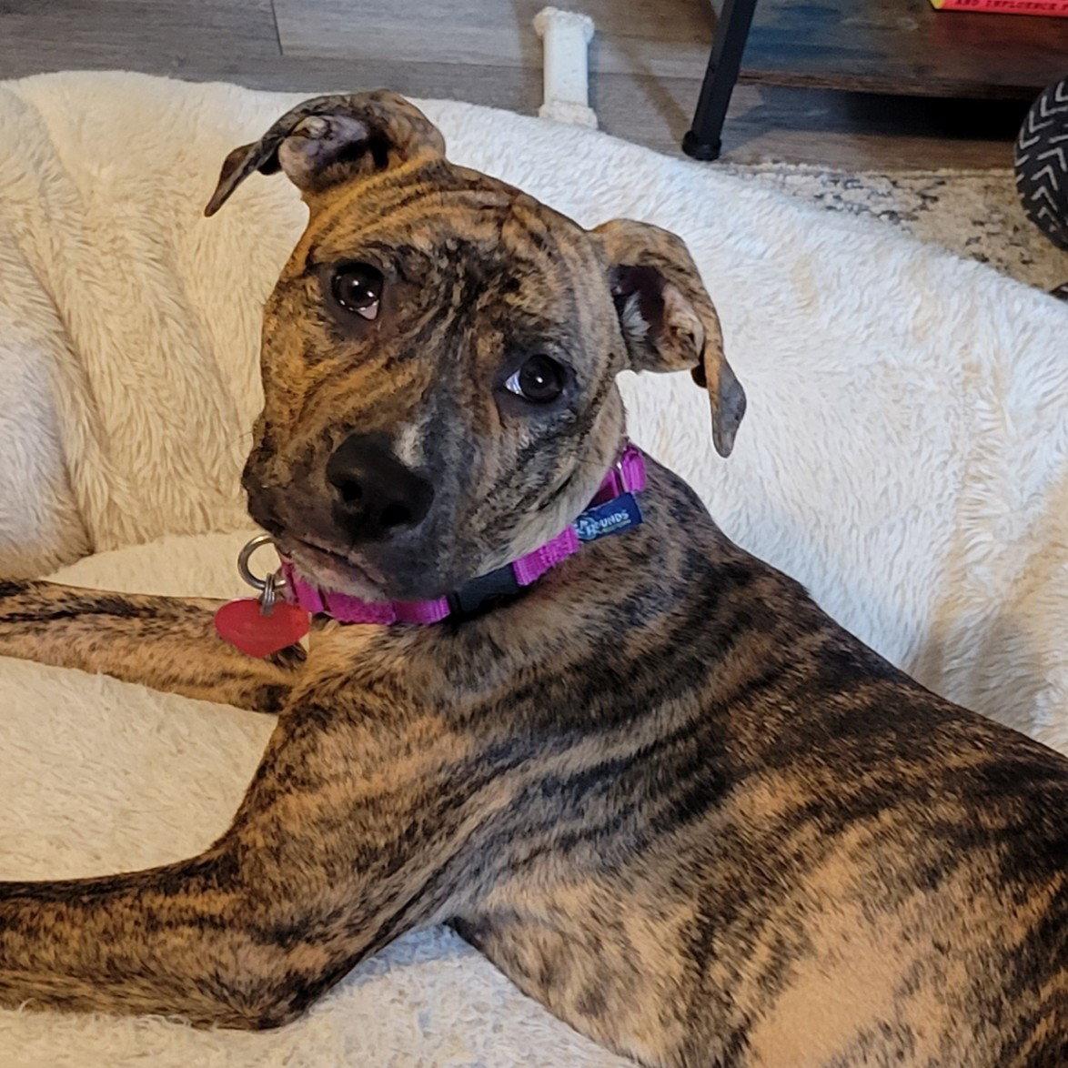 Enlarge Wini, a Adoptable Pit Bull Terrier in Fargo, ND image 3/3