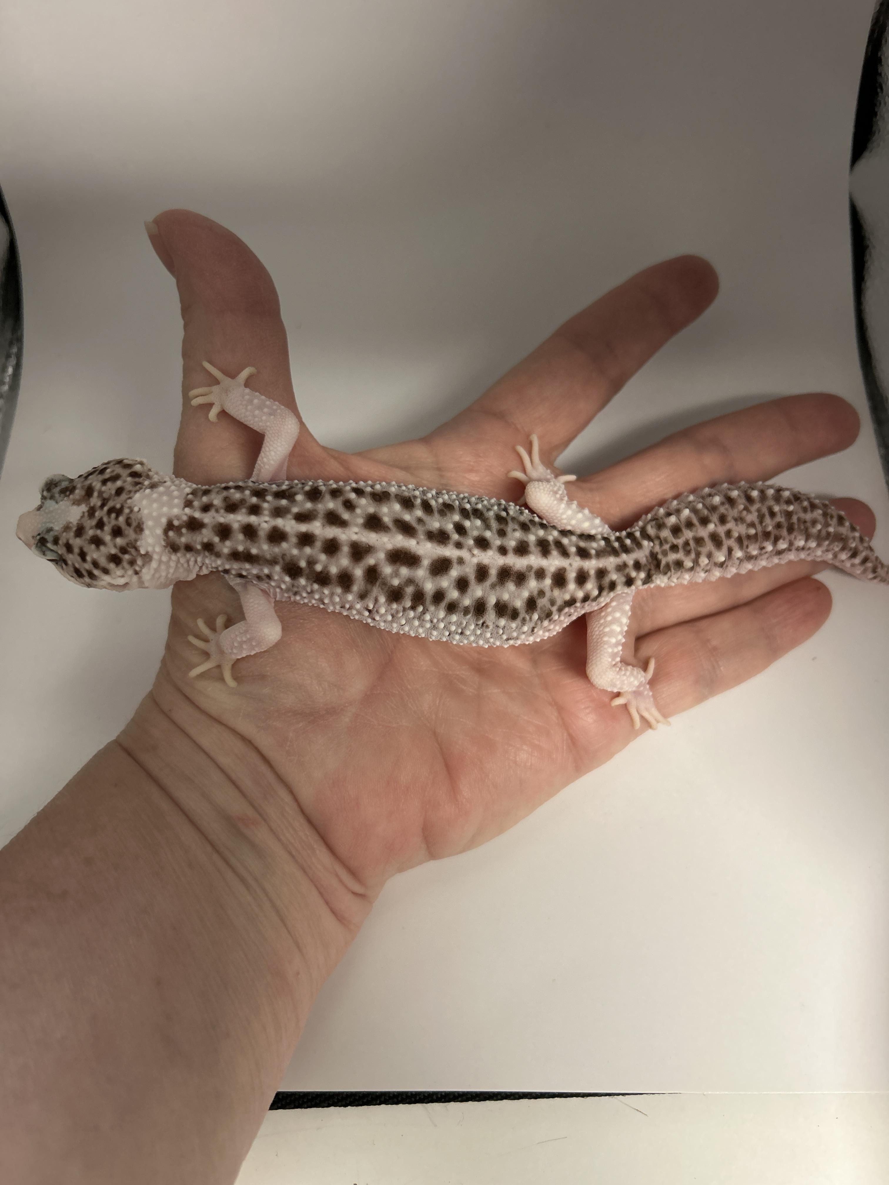 Leopard Gecko  13