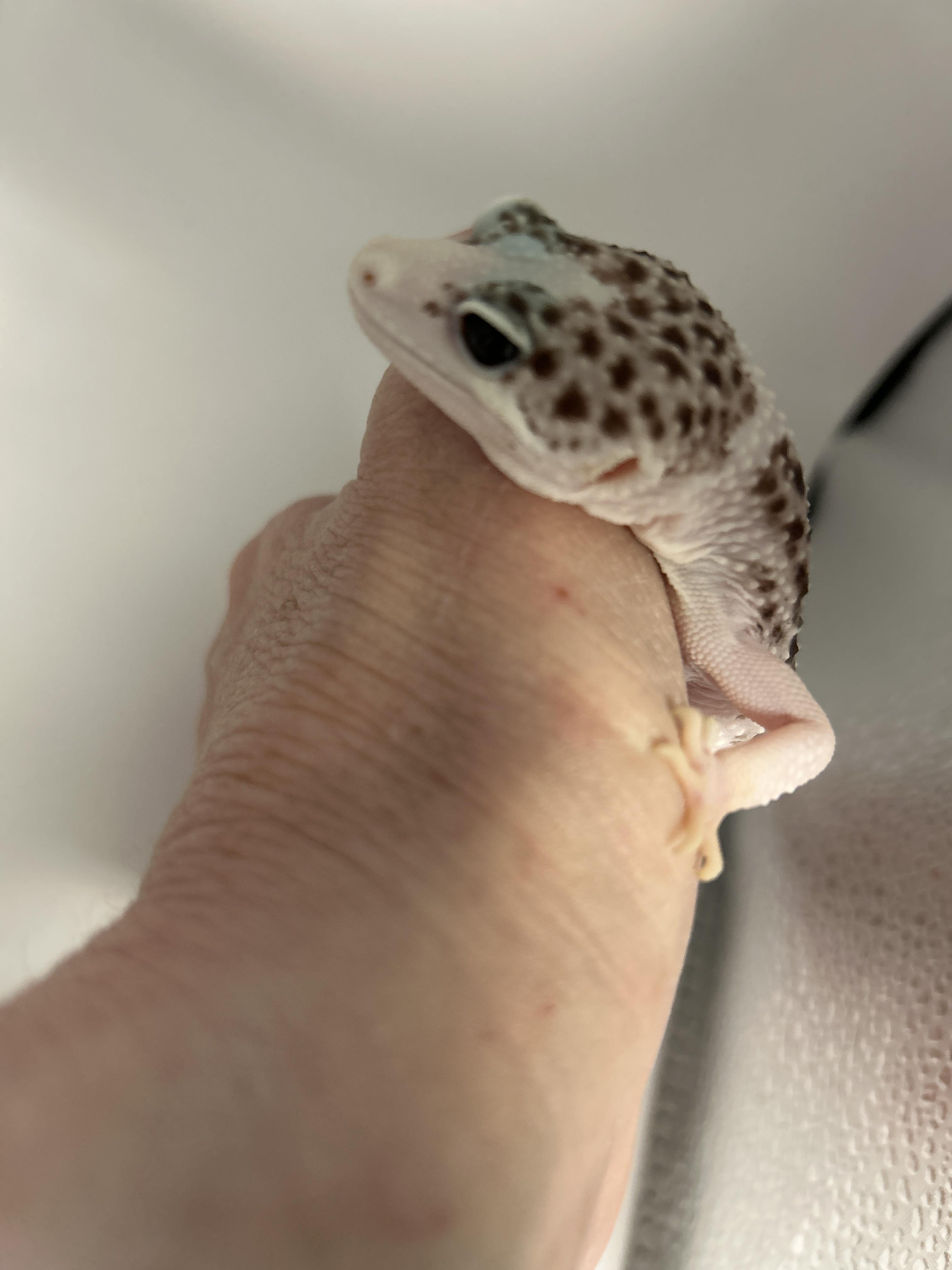 Leopard Gecko 13 photo 2