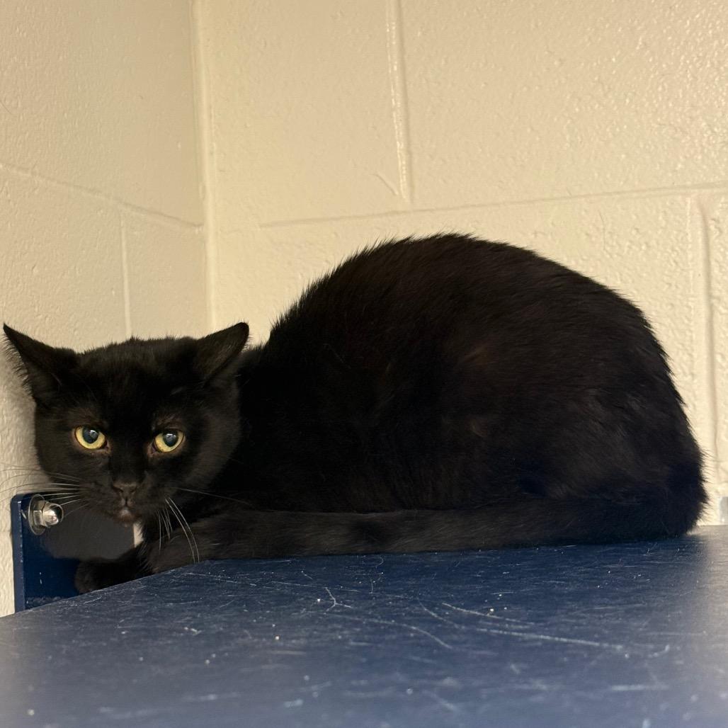 Uno, Adoptable, Adult Male Domestic Short Hair.