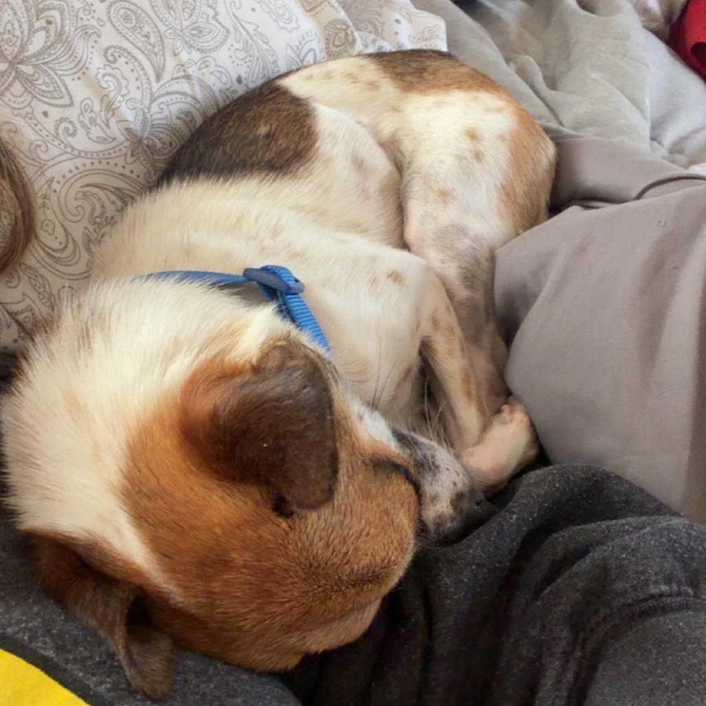 Vulcan, Adoptable, Adult Male Rat Terrier & Mixed Breed.
