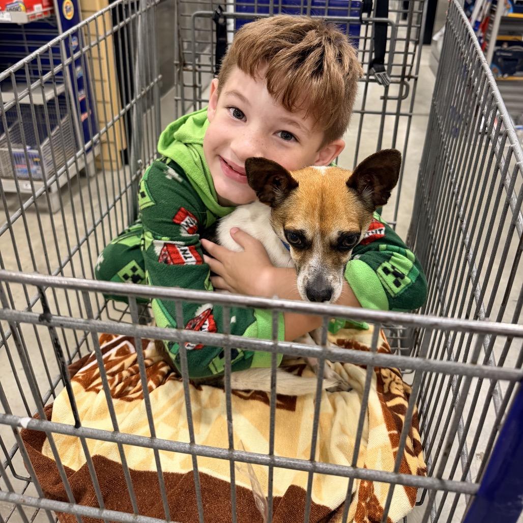 Vulcan, a Adoptable mixed breed in Bessemer, AL image 3/5
