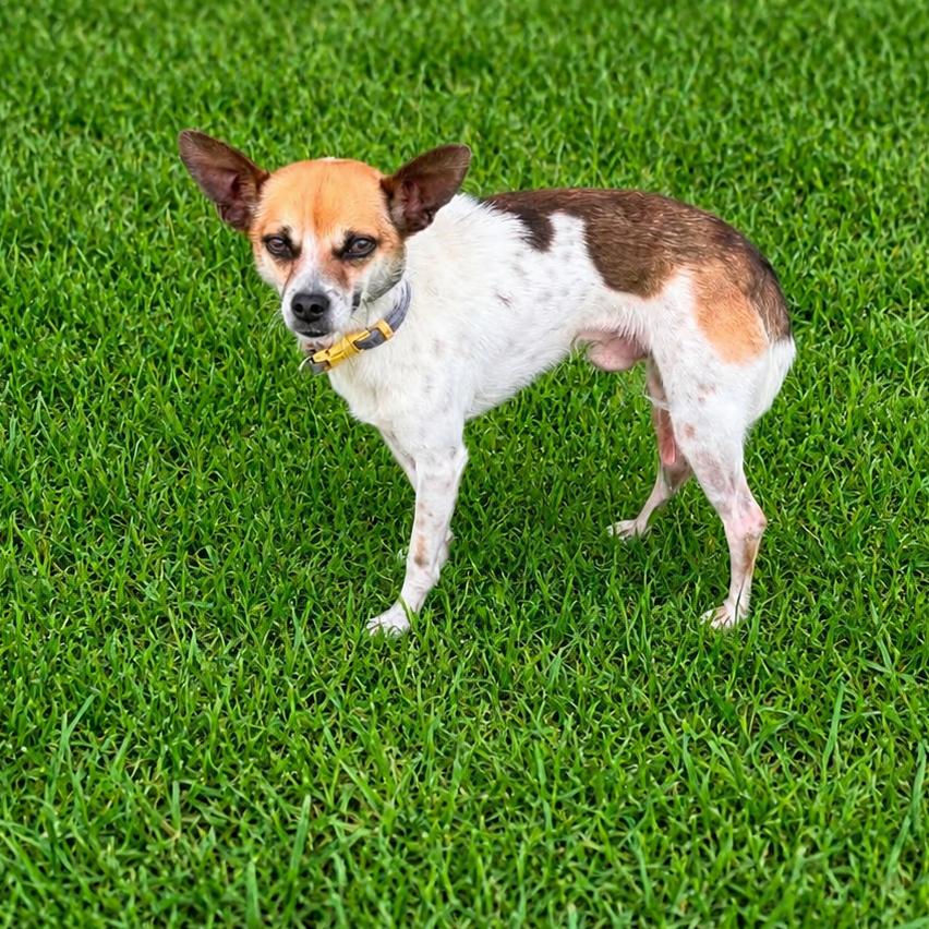 Vulcan, a Adoptable mixed breed in Bessemer, AL image 5/5