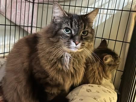 Buddy and Honey, a ADOPTABLE Domestic Long Hair in Cape May, NJ image 2/2