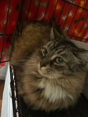 Buddy and Honey, a ADOPTABLE Domestic Long Hair in Cape May, NJ image 1/2