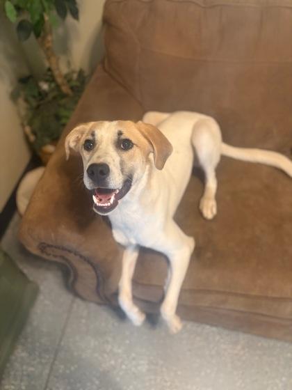 Copper, an adoptable Yellow Labrador Retriever in Lakeside, AZ, 85929 | Photo Image 1
