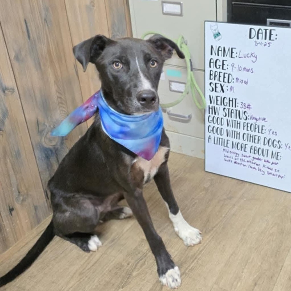 Lucky, Adoptable, Puppy Male Black Labrador Retriever.